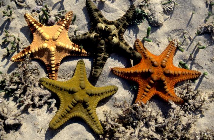 Group of sea stars which belong to the species Protoreaster nodulosus
